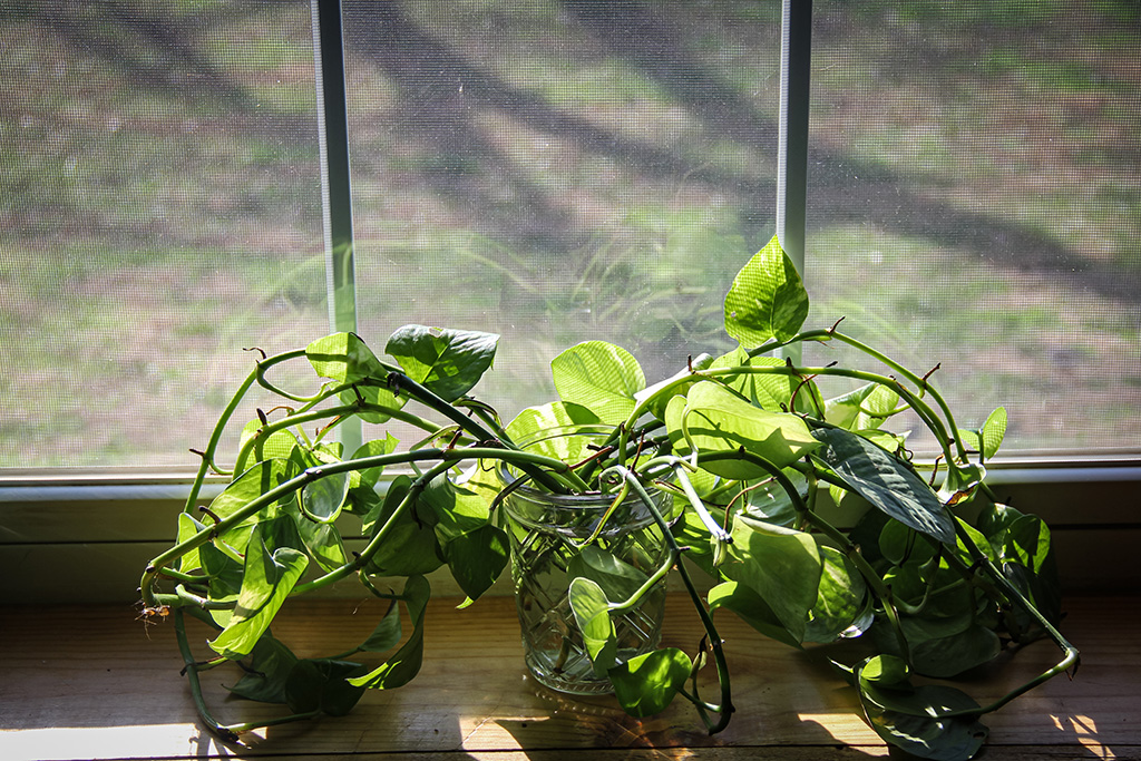 plant starts