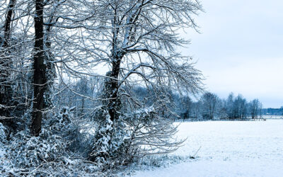 i need to buy a chevy