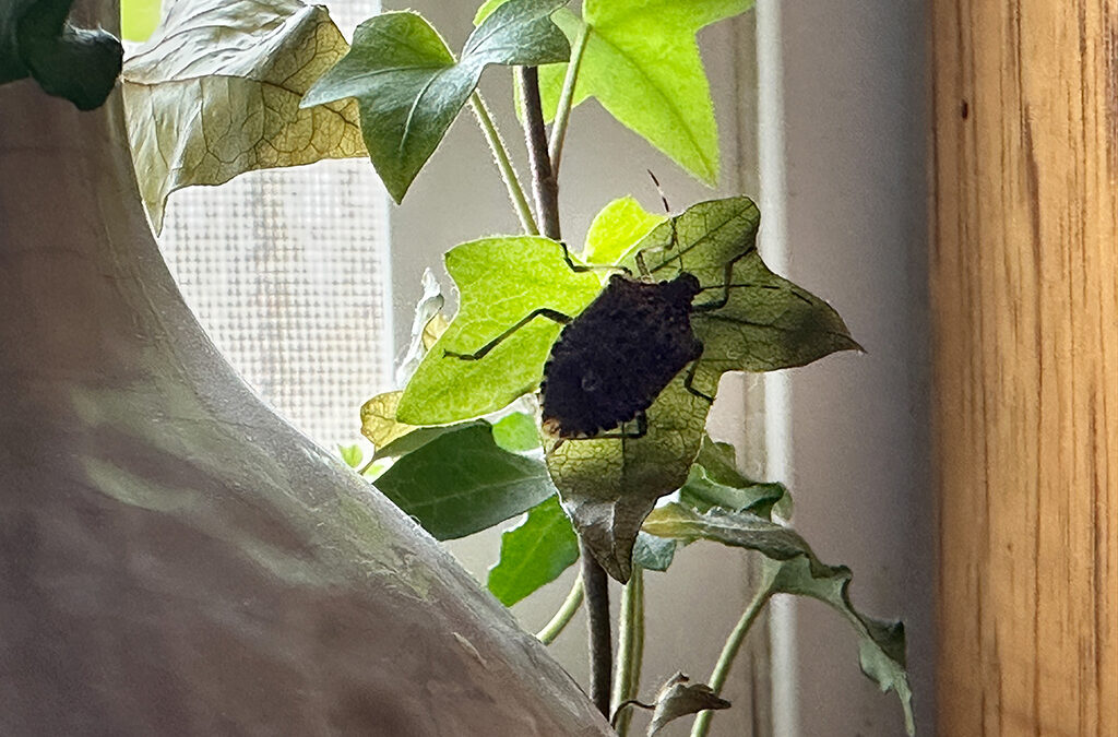 mr. stinkbug didn’t get the winter weather memo