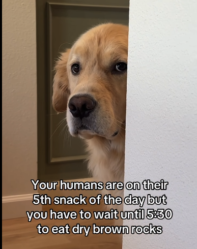 dog meme
