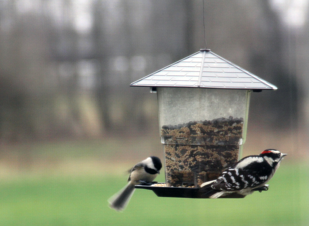 birds on feeder