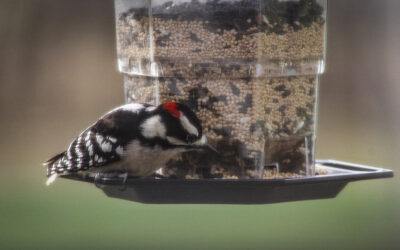 do all politicians lack basic common sense?