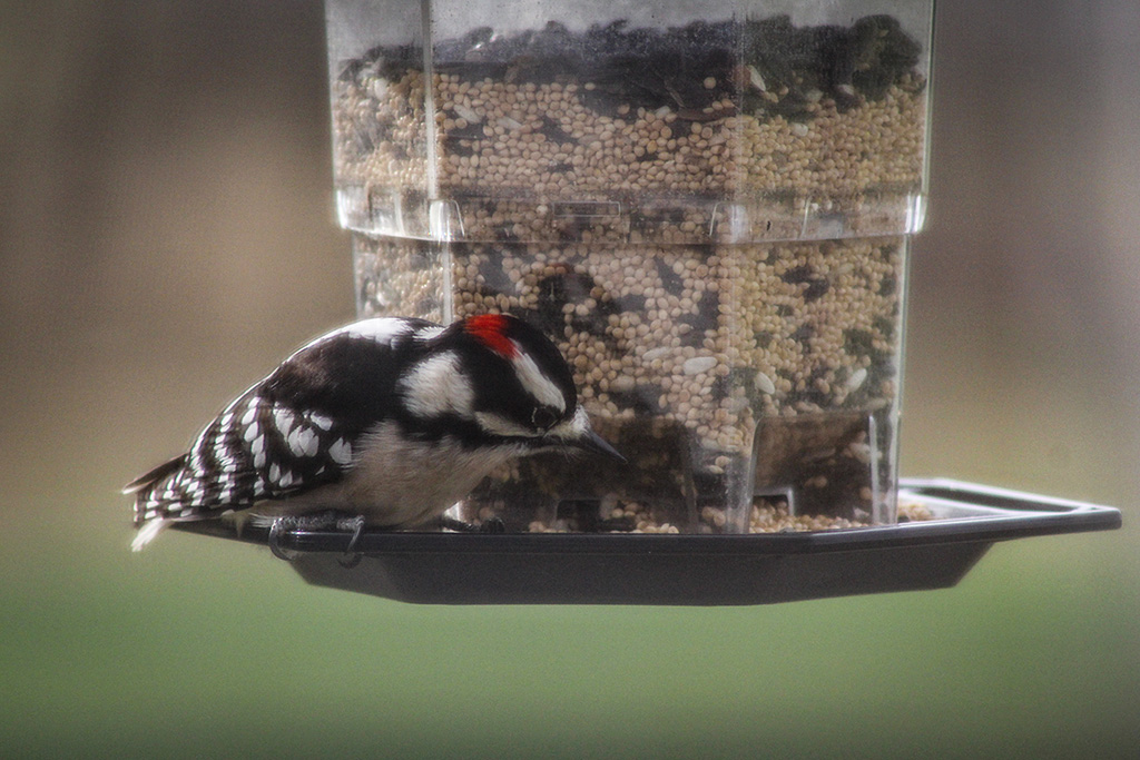 woodpecker at the feeder