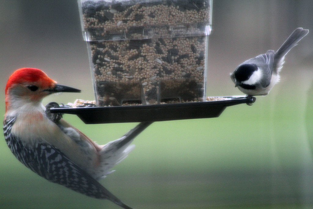 birds on feeder