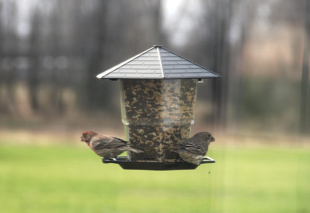 birds on feeder