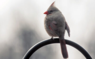 how to make use of the county’s ditch