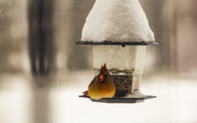 the amount of snow we’ve had so far is indeed impressive