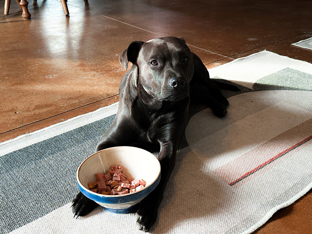 Hugo wants better dog food choices