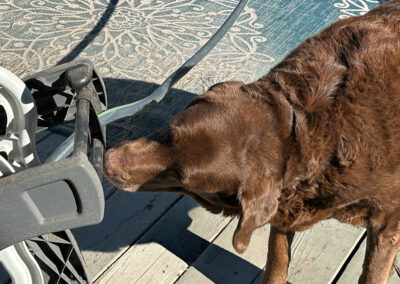 All labs love H2O: week #4