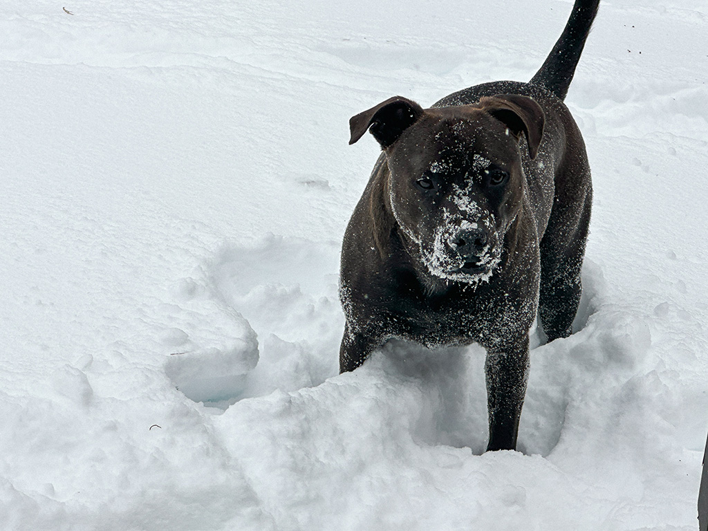 Hugo covered in snow