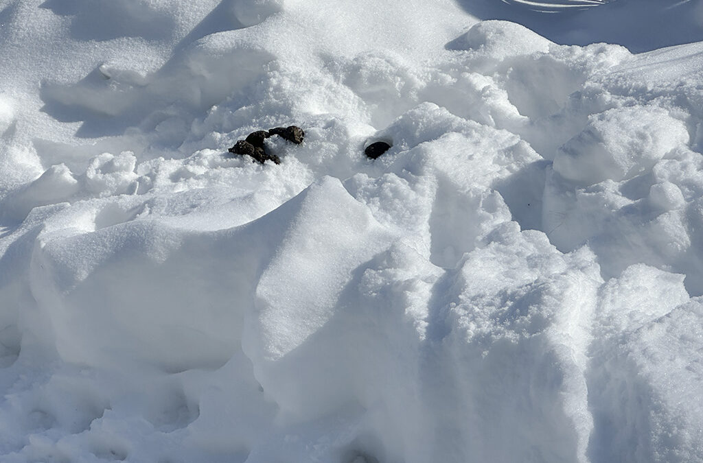 you know it’s brutally cold when this happens…