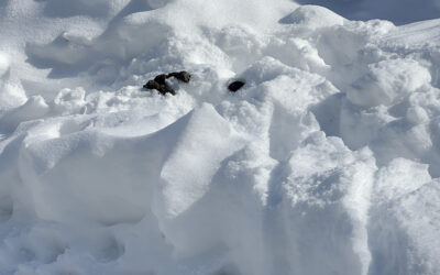 you know it’s brutally cold when this happens…