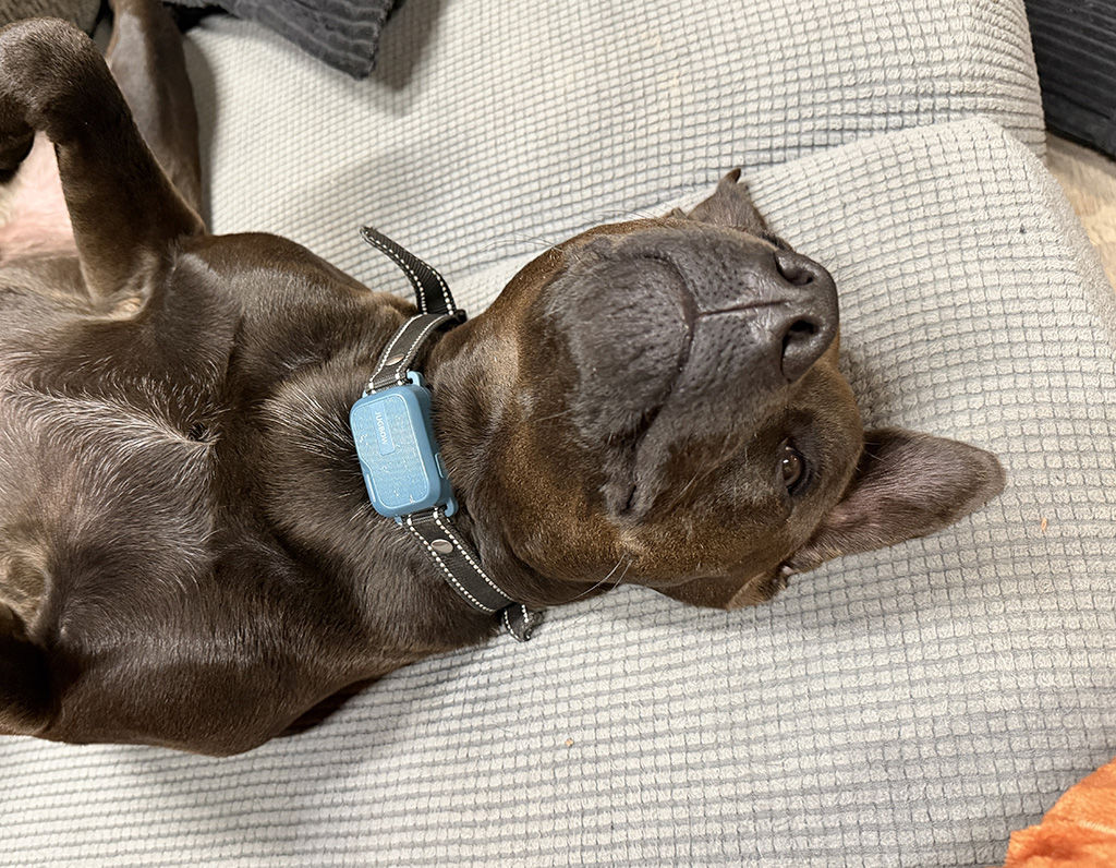 Hugo isn't impressed.