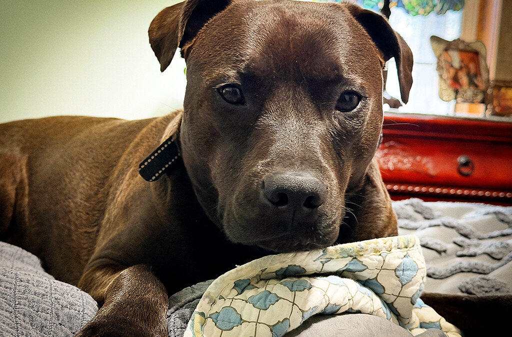 a day in the life — according to Hugo