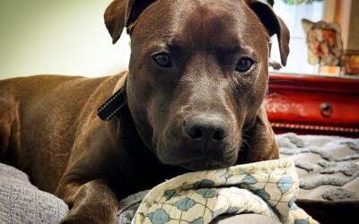 a day in the life — according to Hugo