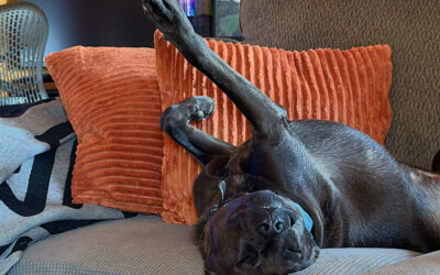 no one cares what I think about last night’s SOTU address