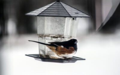 i’ve turned into some crazy bird watching senior