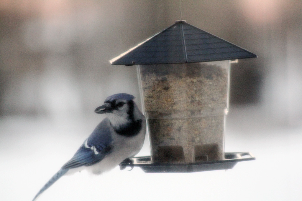 blue jay visitor