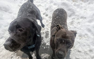 the customer experience delivered by our ups driver