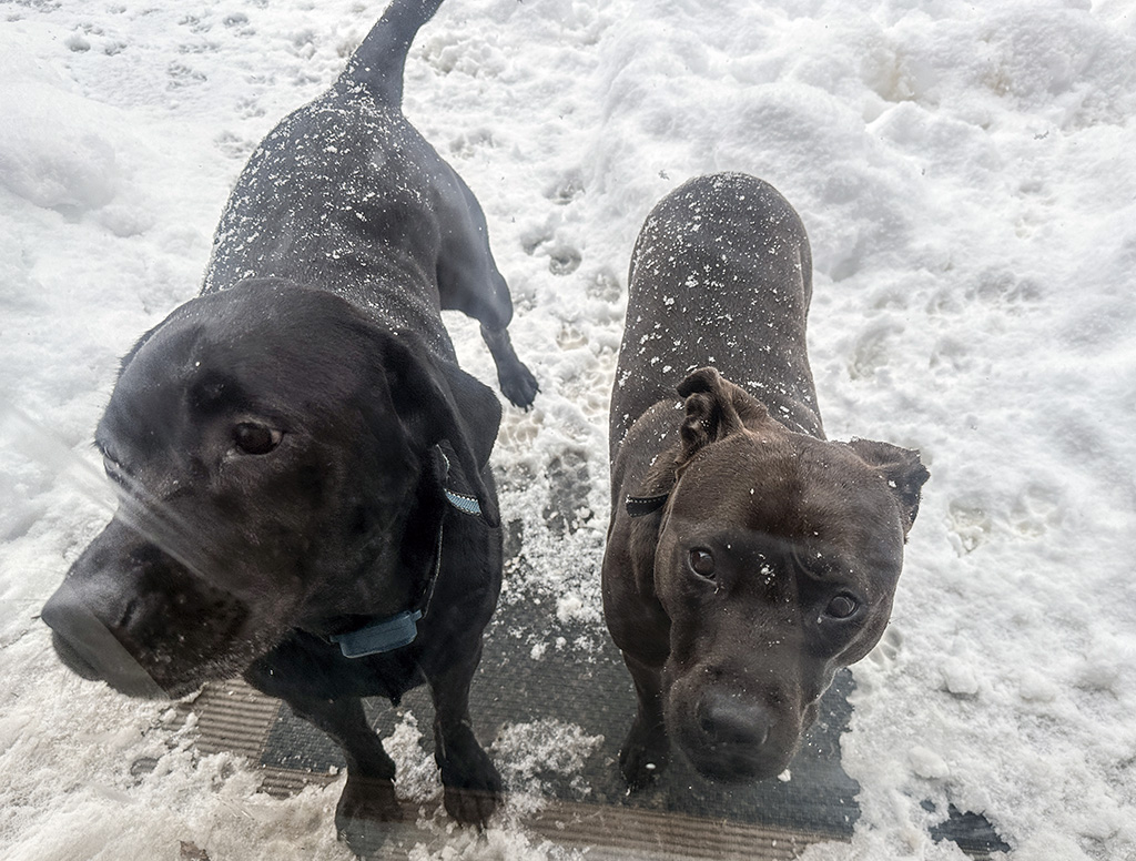 dogs in snow at door