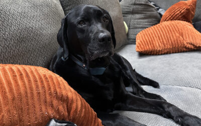 living with someone smarter than you (and she’s a dog)