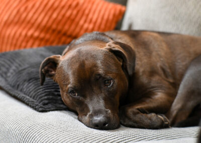 Hugo's Sunday plans: week #14