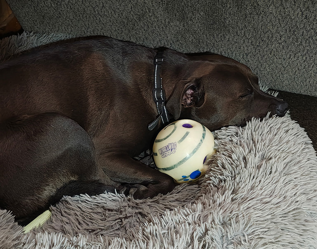 Hugo needs a dog walker