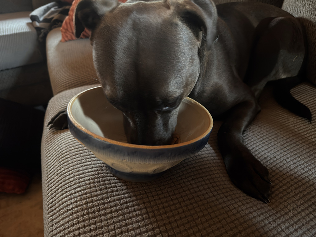 Hugo eats on the couch