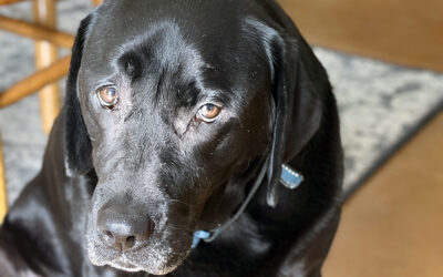 i need a cheez-it daddy