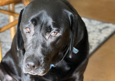 Merida needs a cheez-it daddy: week #11