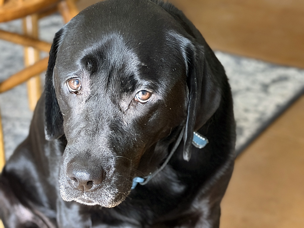 Merida needs a cheez-it daddy: week #11