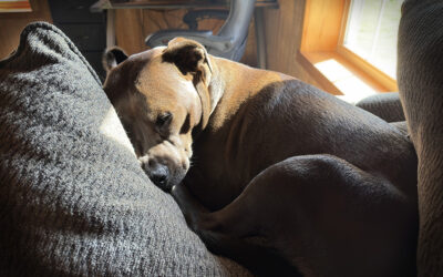 the best definition of stress i’ve ever come across