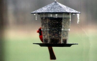 is Seymour, Indiana a sanctuary city?