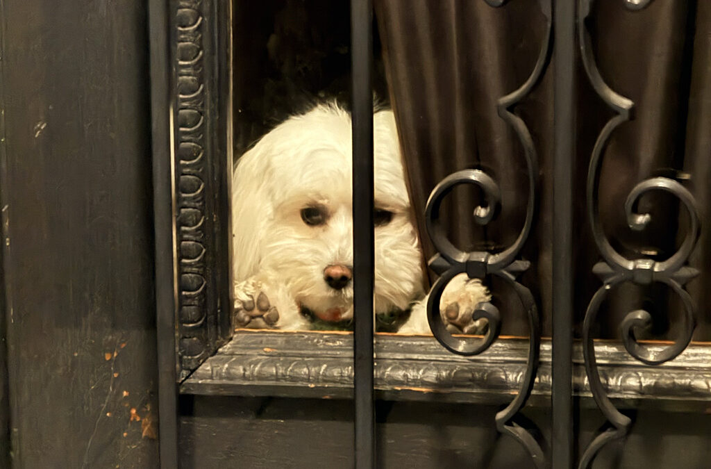 it’s Mom’s fault we have needy dogs