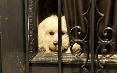 it’s Mom’s fault we have needy dogs