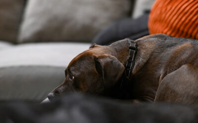 behavior follows incentives: why people do what they do