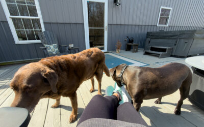 internet trolls can manipulate AI to defame you