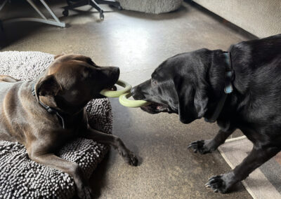 Tug of war: week #16