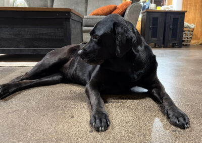 ignore me, Merida! week #15