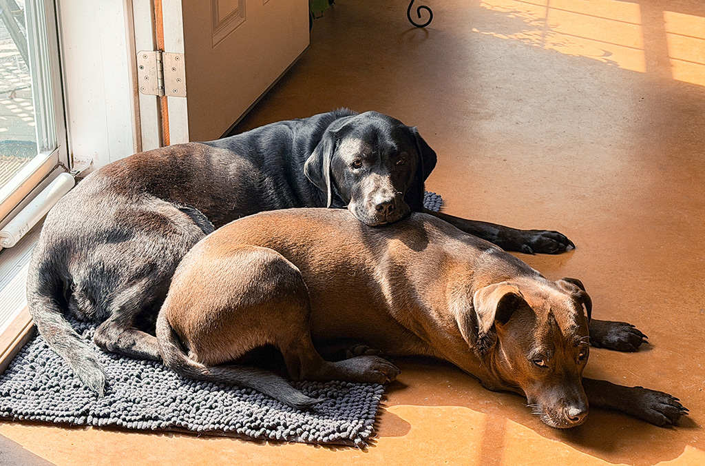 Merida & Hugo waiting patiently