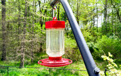 i’ve already changed the water once and haven’t seen a one