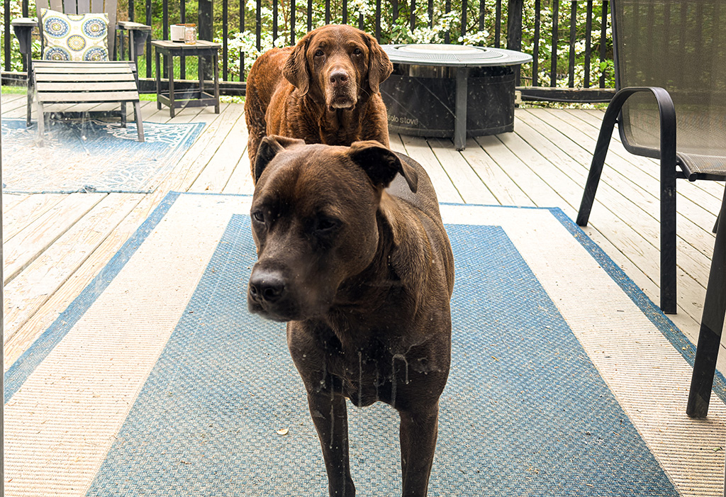 dog spit on the storm door