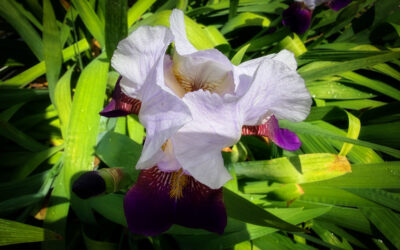 no power for 5 hours – and we were lucky