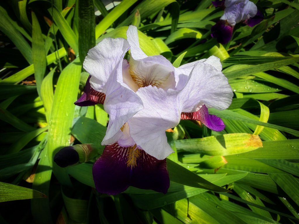 Iris bloom