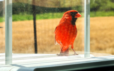 i have a new alarm clock and it is red