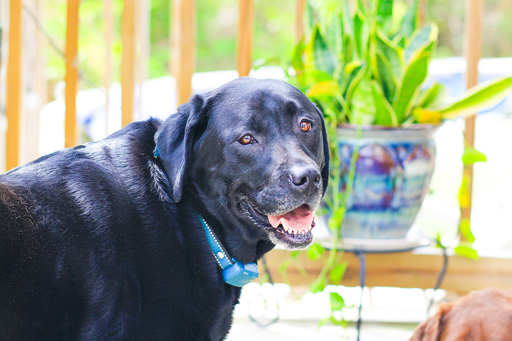 Merida is the middle child