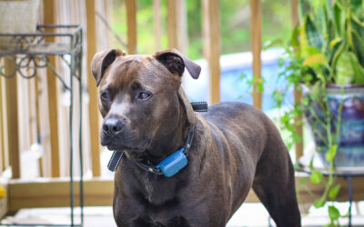 3 days of the dog: the baby of the family