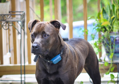 Handsome fella Hugo -- week #18