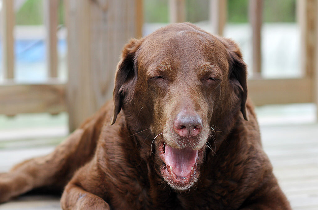 3 days of the dog: age before beauty