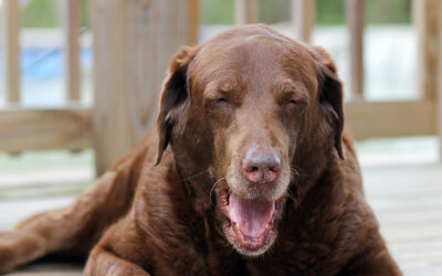 3 days of the dog: age before beauty